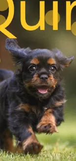 Adorable puppy running on green grass with playful energy.