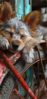 Cute puppy sleeping on an old bike wheel.