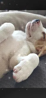 Peaceful sleeping puppy with closed eyes on a cozy blanket.