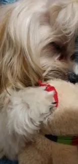 Cute puppy snuggling with teddy bear on a soft blue blanket.