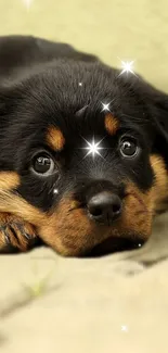 Cute Rottweiler puppy with sparkles on mobile wallpaper.