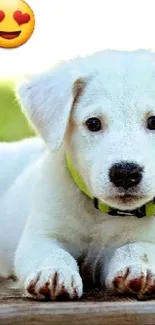 Adorable white puppy on wooden deck with heart emoji.