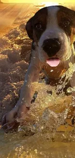 Cute puppy surfing on sunset waters, vibrant yellow glow.