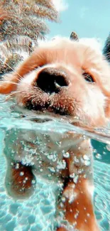 Cute puppy swimming in a clear pool on a sunny day.