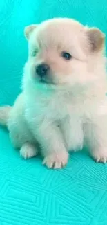 Adorable fluffy puppy on turquoise background.