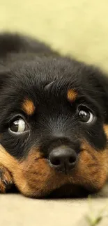 Adorable Rottweiler puppy lying on a pathway in a cute and playful pose.