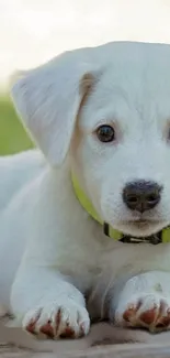 Adorable white puppy with yellow collar.