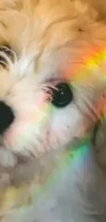 Adorable fluffy puppy with rainbow light on fur.