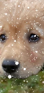 Golden retriever puppy with snowflakes on mobile wallpaper.