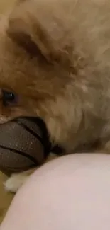 Fluffy puppy holding a small basketball in its mouth.