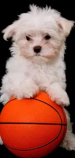 White puppy with orange basketball on black background.