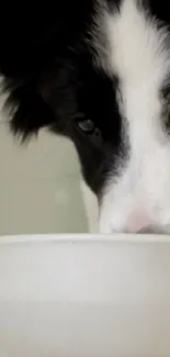 Puppy with black ears drinking from a bowl, close-up view.