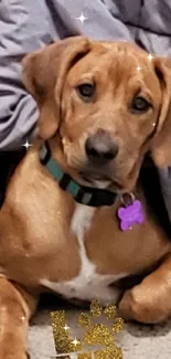 Adorable brown puppy lounging with 'LOVE' text accent.