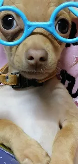 Adorable brown puppy wearing blue glasses with a pink background.