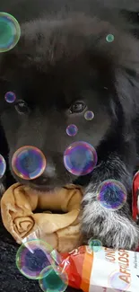 Adorable black puppy with colorful bubbles floating around.