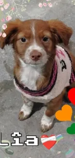 Cute puppy with colorful hearts on concrete.