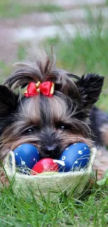 Adorable dog with red bow and Easter eggs on grass.