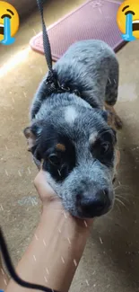 Cute puppy held by hand on concrete floor with sad emojis.