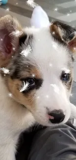 Cute puppy with fluffy feathers on a soft gray background.