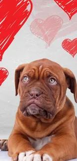 Brown puppy with red hearts background.