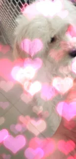 Fluffy white puppy with pink heart bokeh effect.