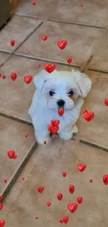 Cute white puppy with red heart overlay on tiled floor.