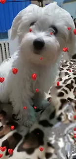 Cute white puppy on leopard blanket with red hearts.