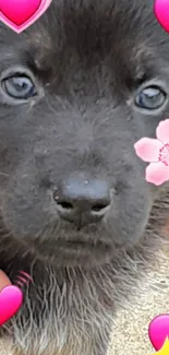 Adorable black puppy with heart emojis and pink flower.