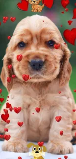 Cute Cocker Spaniel puppy surrounded by red hearts.