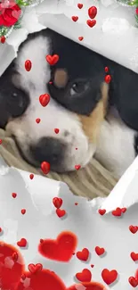 Puppy peeking through heart-themed wallpaper with red hearts.