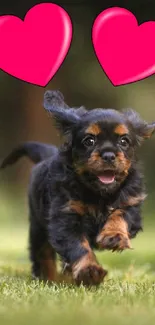 Playful puppy runs in grass with pink hearts overhead.