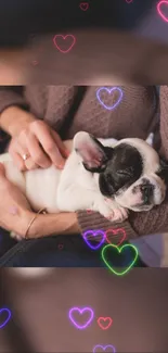 Cute puppy on lap with neon hearts background.