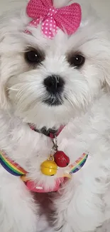 Cute fluffy white puppy with pink bow and colorful collar.