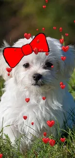 Adorable white puppy with red bow in green grass field.