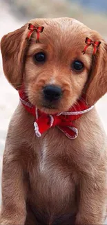 Adorable brown puppy with red bow and ribbons on mobile wallpaper.