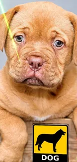 Adorable light brown puppy with a dog sign background.