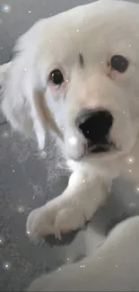 Adorable fluffy white puppy with sparkles and a charming expression.