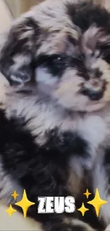 Cute puppy with sparkles on black and white fur.