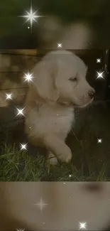 Cute puppy with sparkles on the grass, creating an enchanting phone wallpaper.