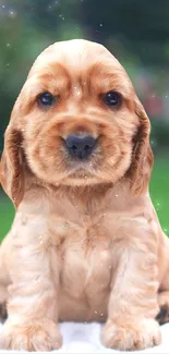 Cute brown puppy with sparkling effect on green background.