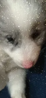 Adorable fluffy puppy with a sparkling effect on a dark blue background.