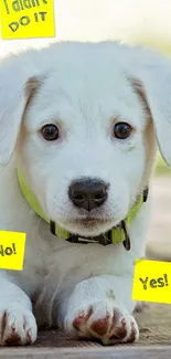 Cute white puppy with playful expressions on a phone wallpaper.