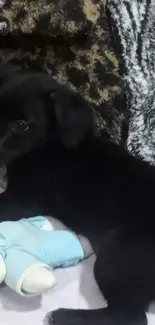 Black puppy with a blue plush toy, laying comfortably.