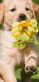 Golden retriever puppy carrying yellow flower on green grass.