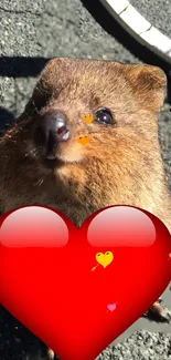 Cute quokka with a red heart overlay on a textured background.