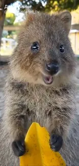 A smiling quokka stands in a natural setting on a bright mobile wallpaper.