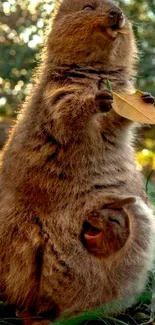 Quokka standing with leaf in forest scene.