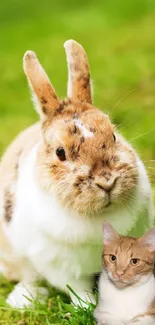 Adorable rabbit and kitten on green grass, perfect phone wallpaper.