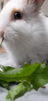 Cute white rabbit eating green leaves.