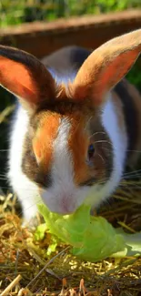 Cute rabbit eating lettuce on fresh hay in a sunny outdoor setting.